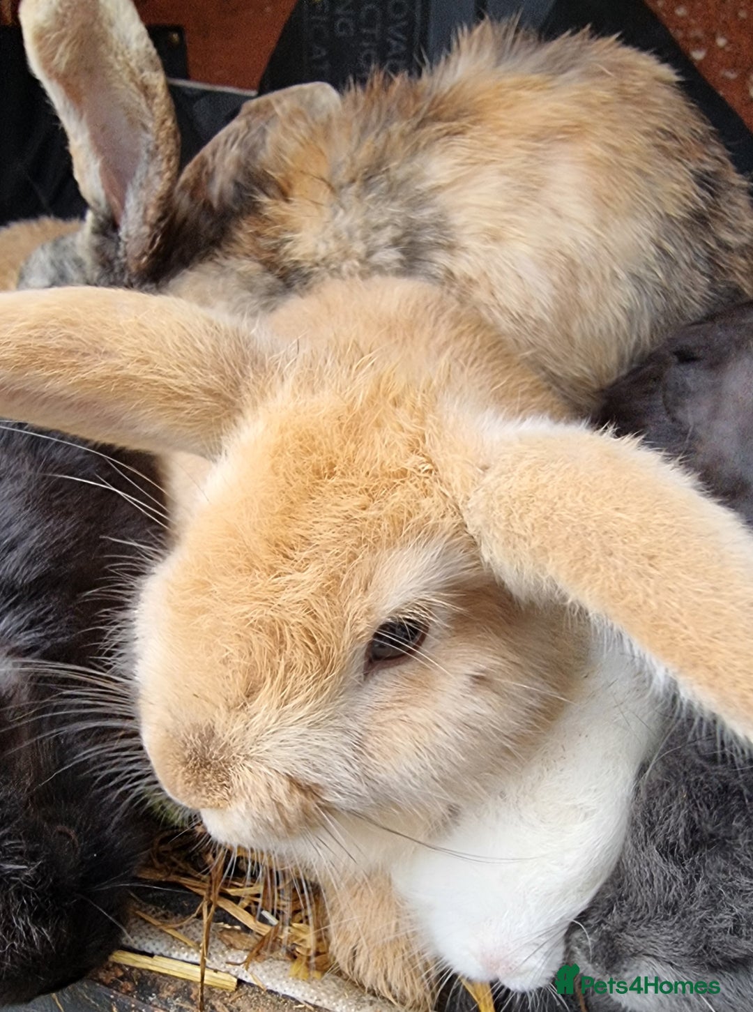 Mixed Breed rabbits for sale: Healthy Rabbit Kits - Seeking Homes - Image 4