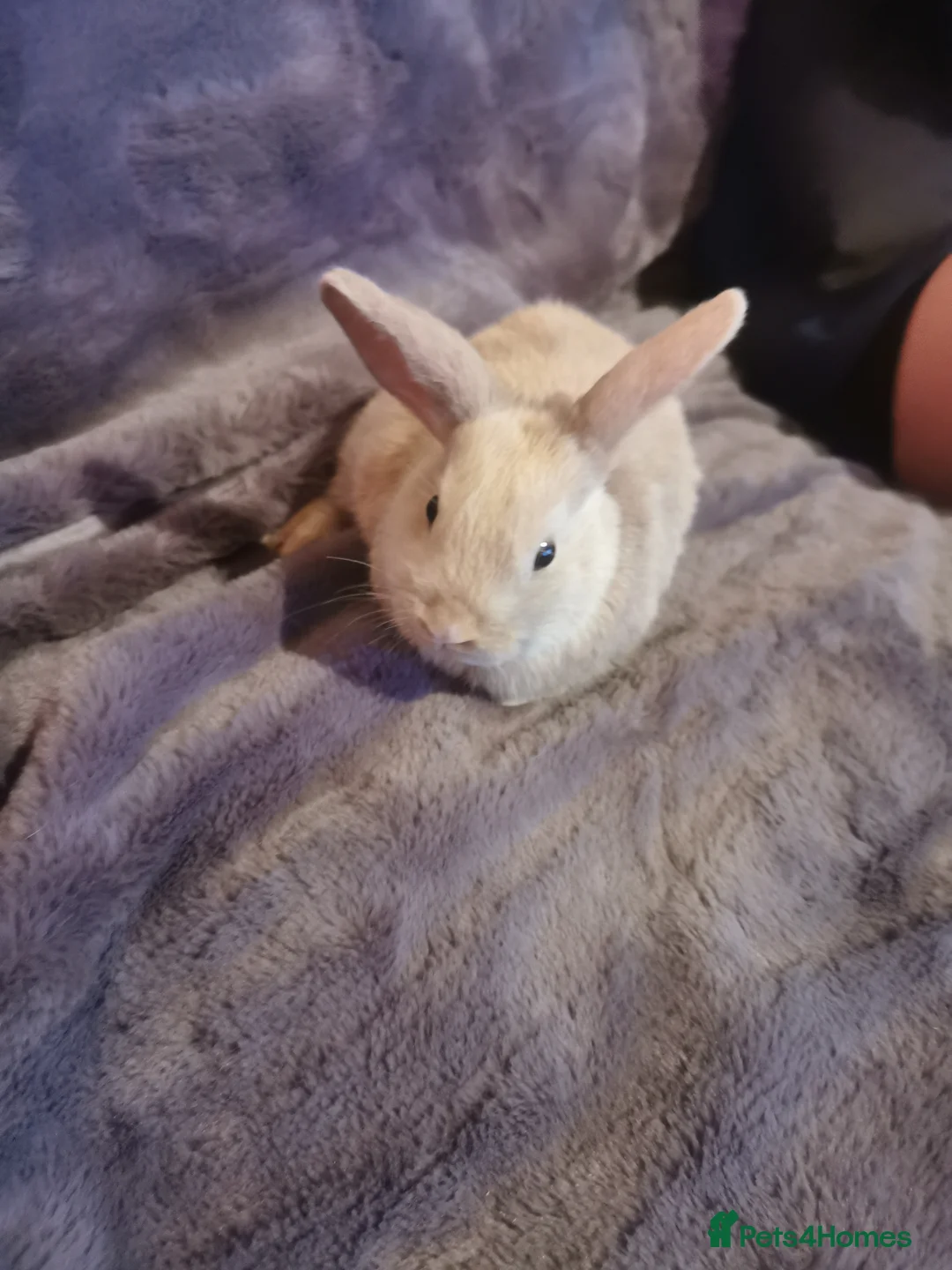 Mini Lop rabbits for sale: Beautiful Mini lop baby Rabbits  - Advert 10