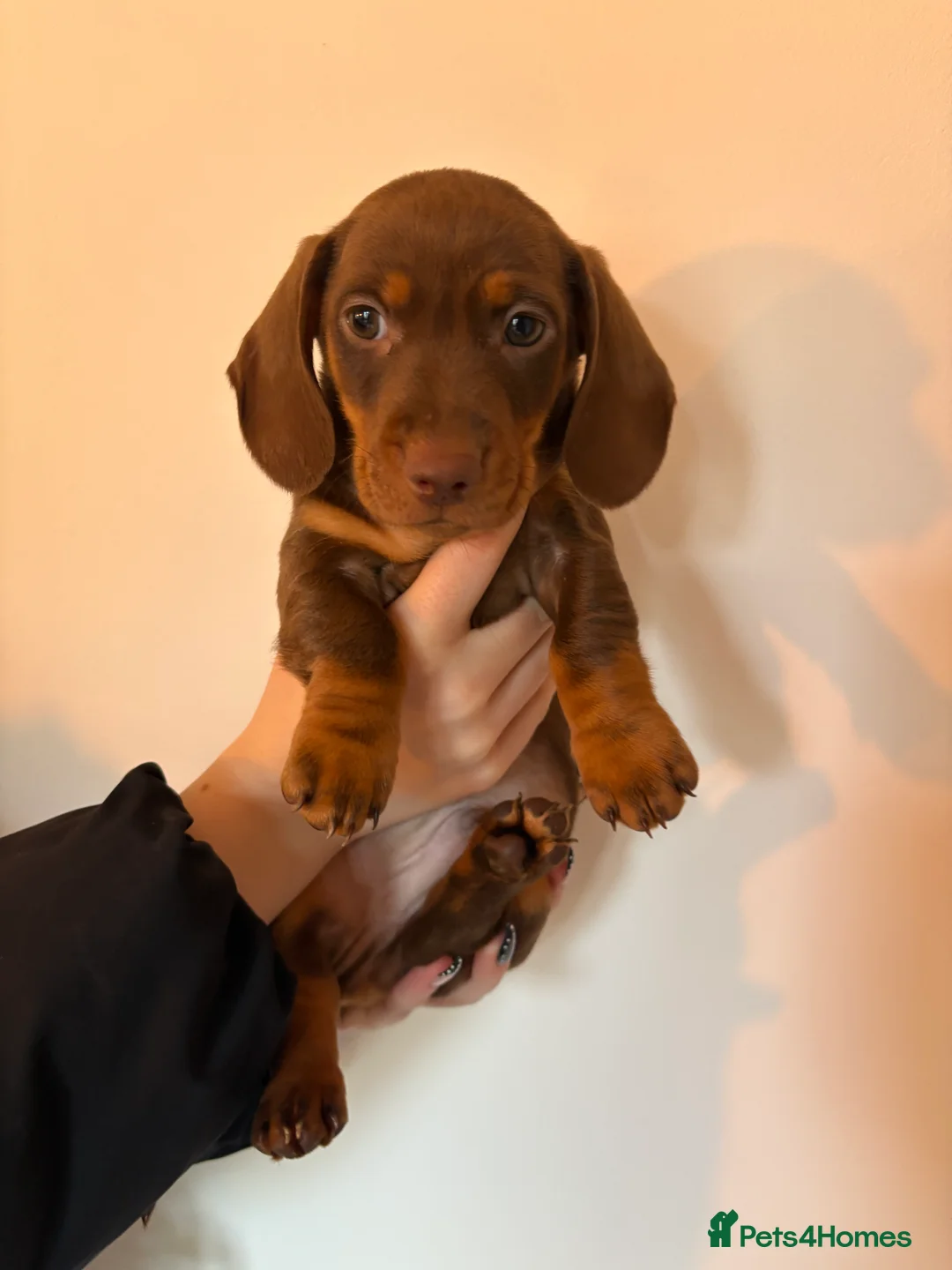 Miniature Dachshund dogs for sale: Perfect Miniature Dacshunds London/Kent - Advert 13