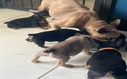 French Bulldog dogs for sale: 3 lovely French bulldogs for sale  - Image 5