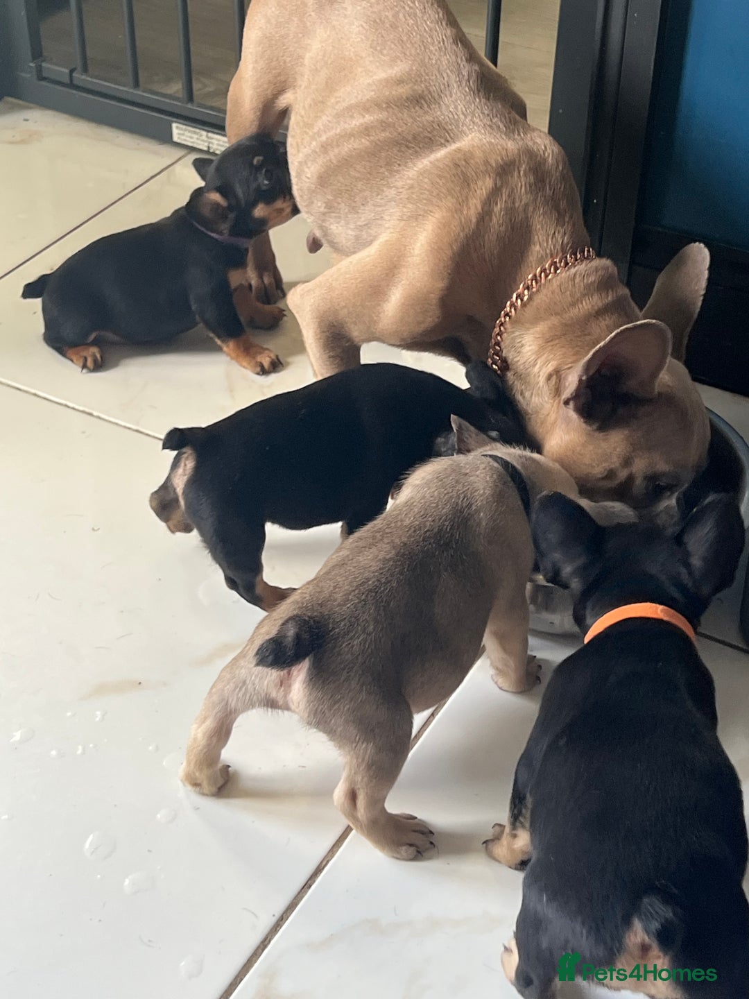French Bulldog dogs for sale: 3 lovely French bulldogs for sale  - Image 5