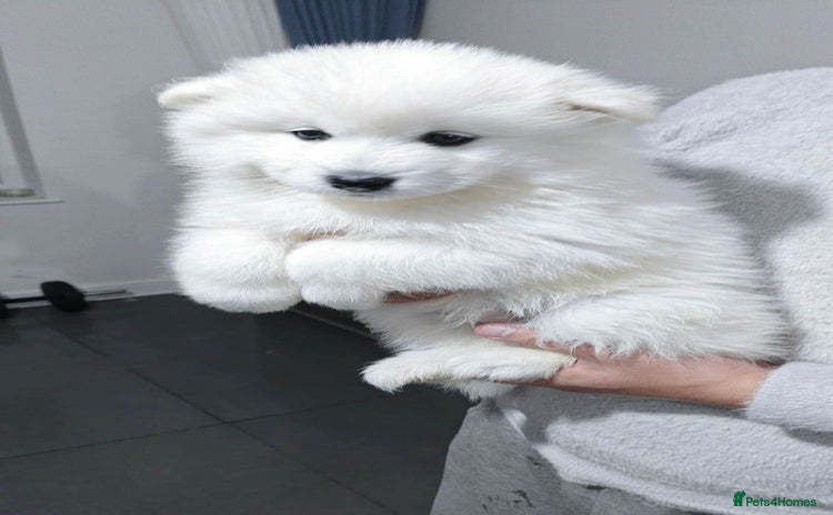 Samoyed dogs - Advert 2