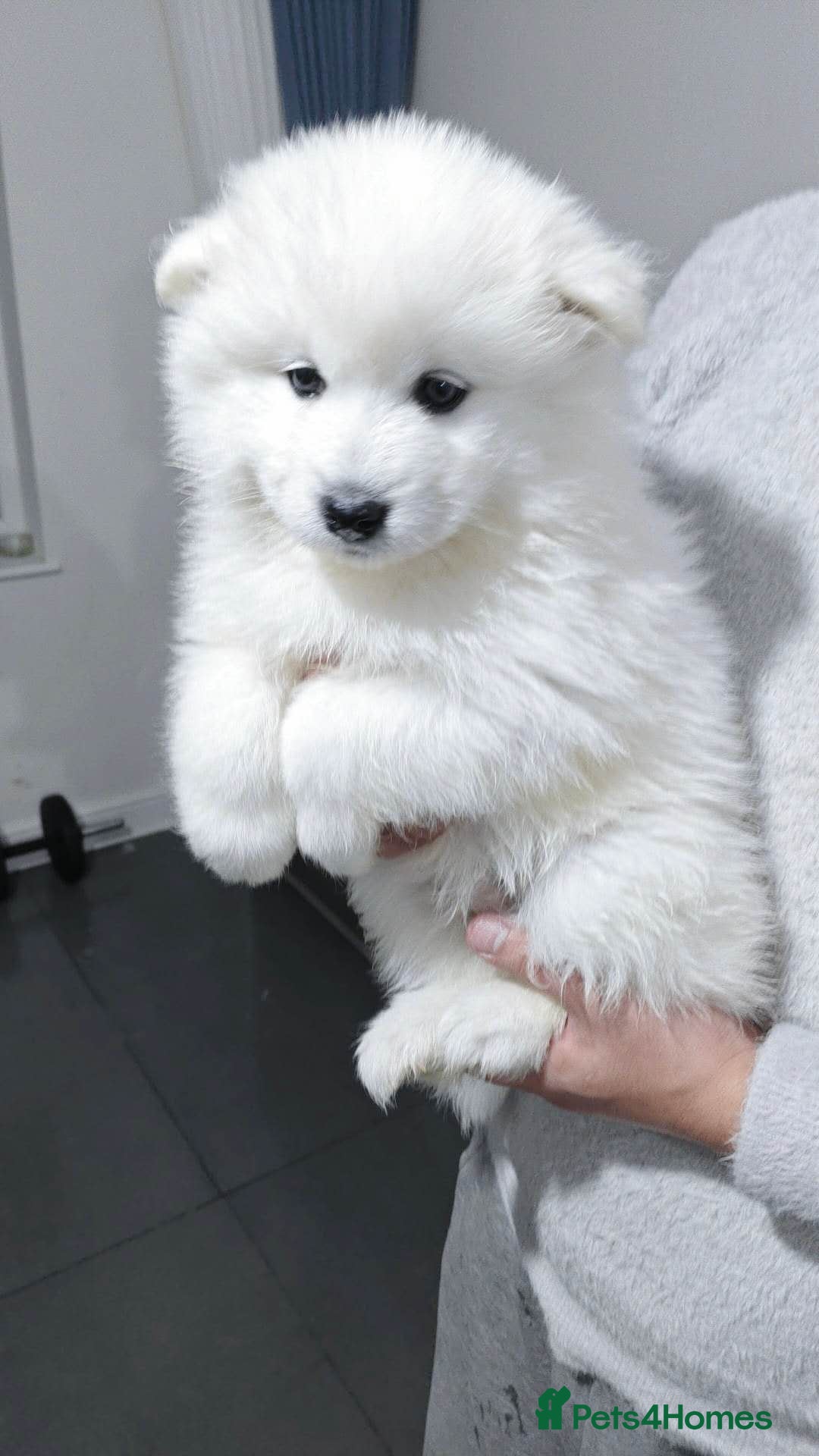 Samoyed Husky Price Samoyed For Sale Samoyed For Sell Samoyed