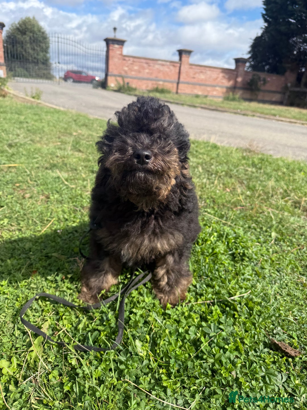 Goldendoodle dogs for sale: Beautiful Goldendoodle Puppies - Image 8