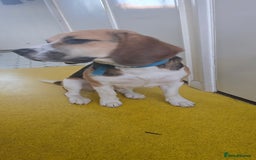 Beagle dogs for sale: Marlo the beagle  - Image 3