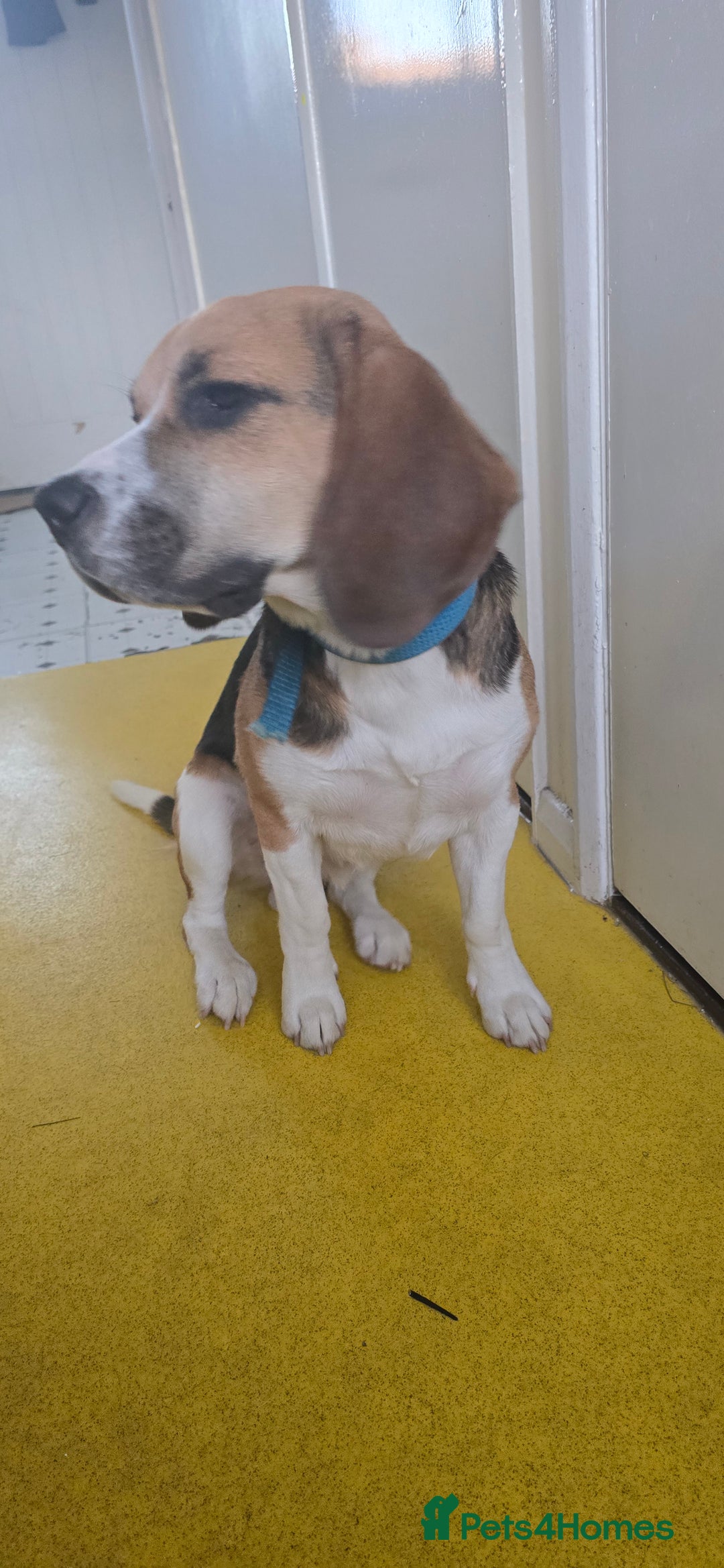 Beagle dogs for sale: Marlo the beagle  - Image 3