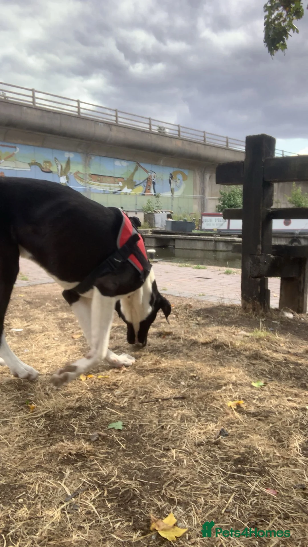 Mixed Breed dogs for sale: Great Dane cross in Burton-on-Trent - Advert 2