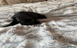 Labrador Retriever dogs for sale: Labrador puppies  - Image 4