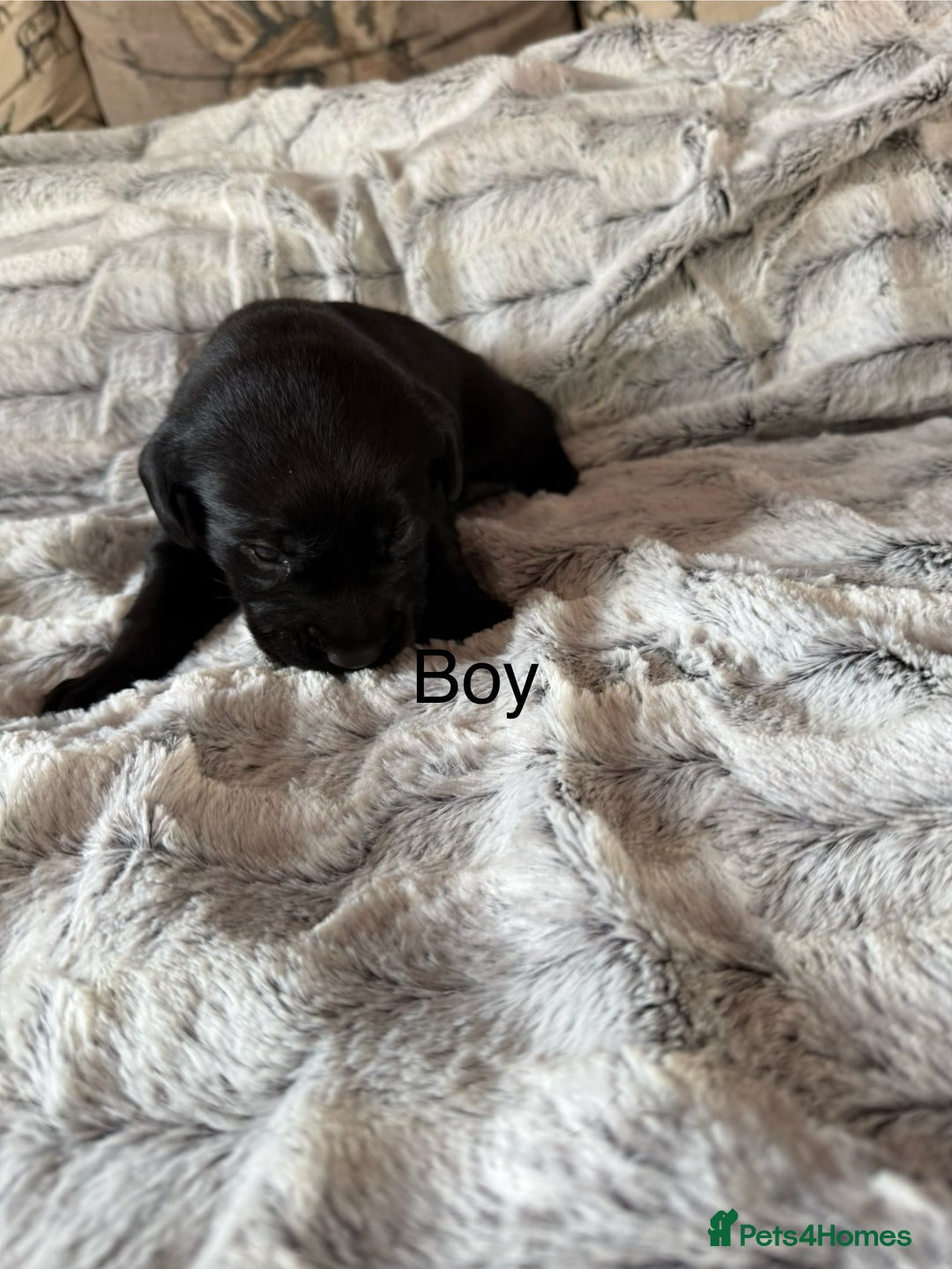 Labrador Retriever dogs for sale: Labrador puppies  - Image 4