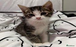 Mixed Breed cats for sale: 4 Gorgeous Tabby Kittens  - Image 2