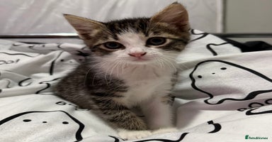 Mixed Breed cats - Advert 8