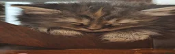 Siberian cats for sale: Siberian long hair - Advert 6