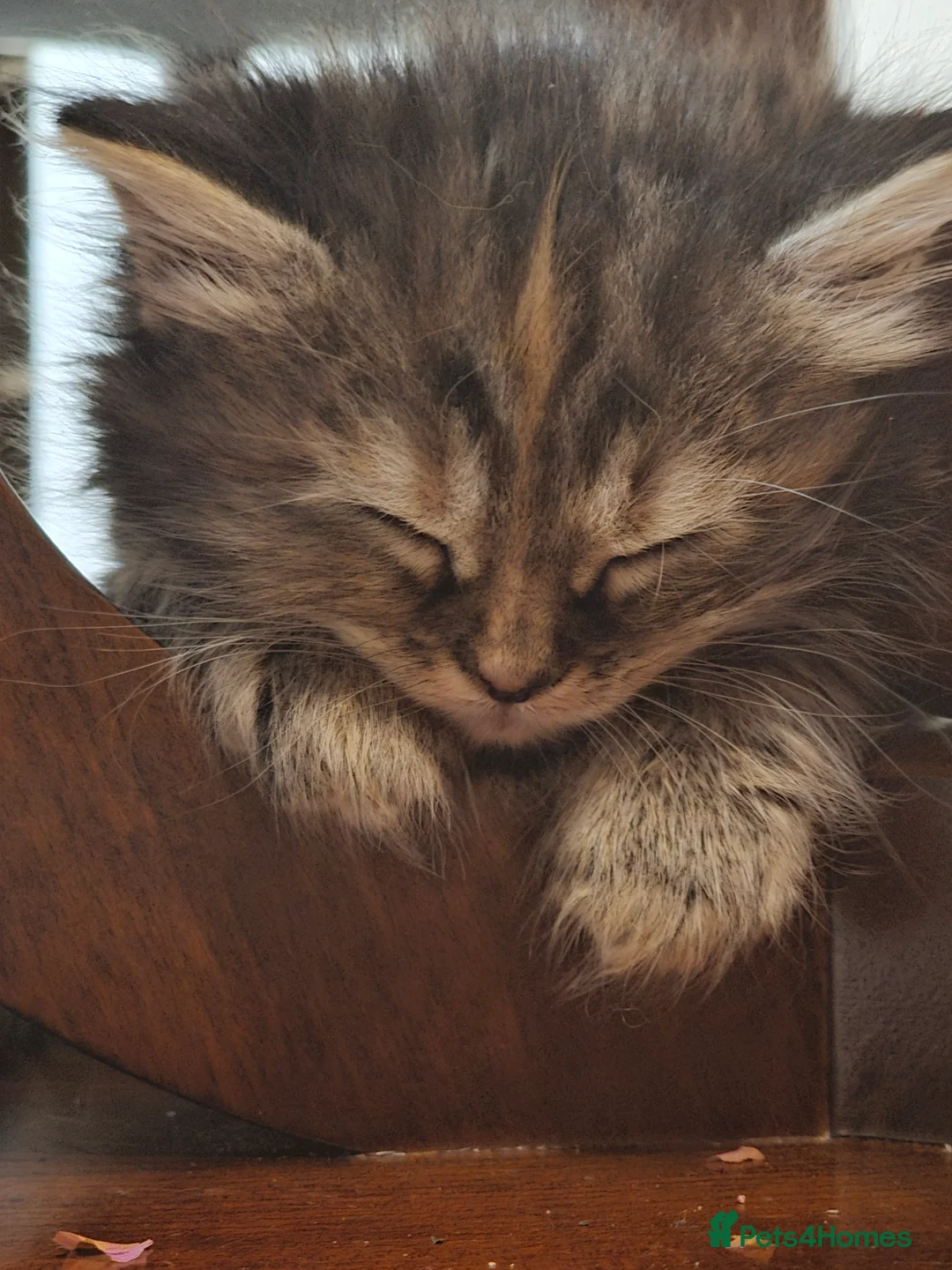 Siberian cats for sale: Siberian long hair - Advert 6