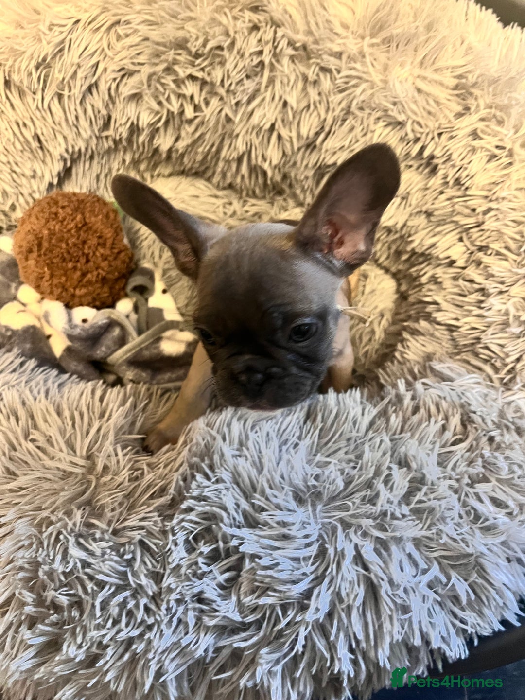 French Bulldog dogs for sale: Little girl looking for her own family 🏡❤️ - Advert 2
