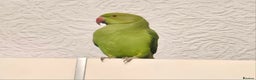 Ringnecks birds for sale: Sell parrot  Ringneck  - Advert 1
