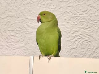 Ringnecks birds Sell parrot Ringneck - Advert 1