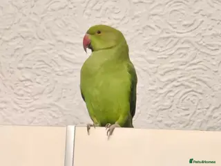 Ringnecks birds Sell parrot Ringneck - Advert 2