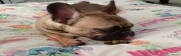 French Bulldog dogs for sale: French bulldog in Peterlee - Advert 2