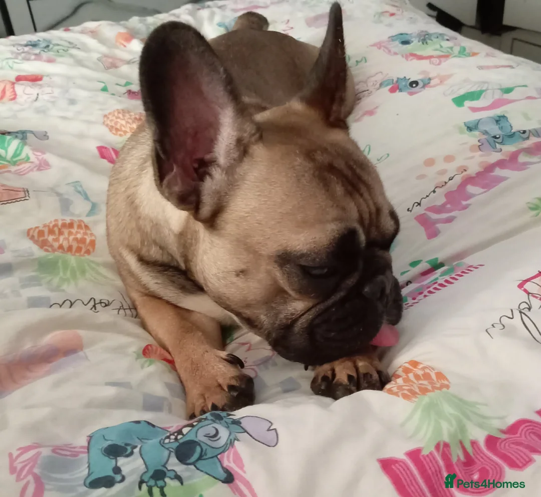French Bulldog dogs for sale: French bulldog in Peterlee - Advert 2