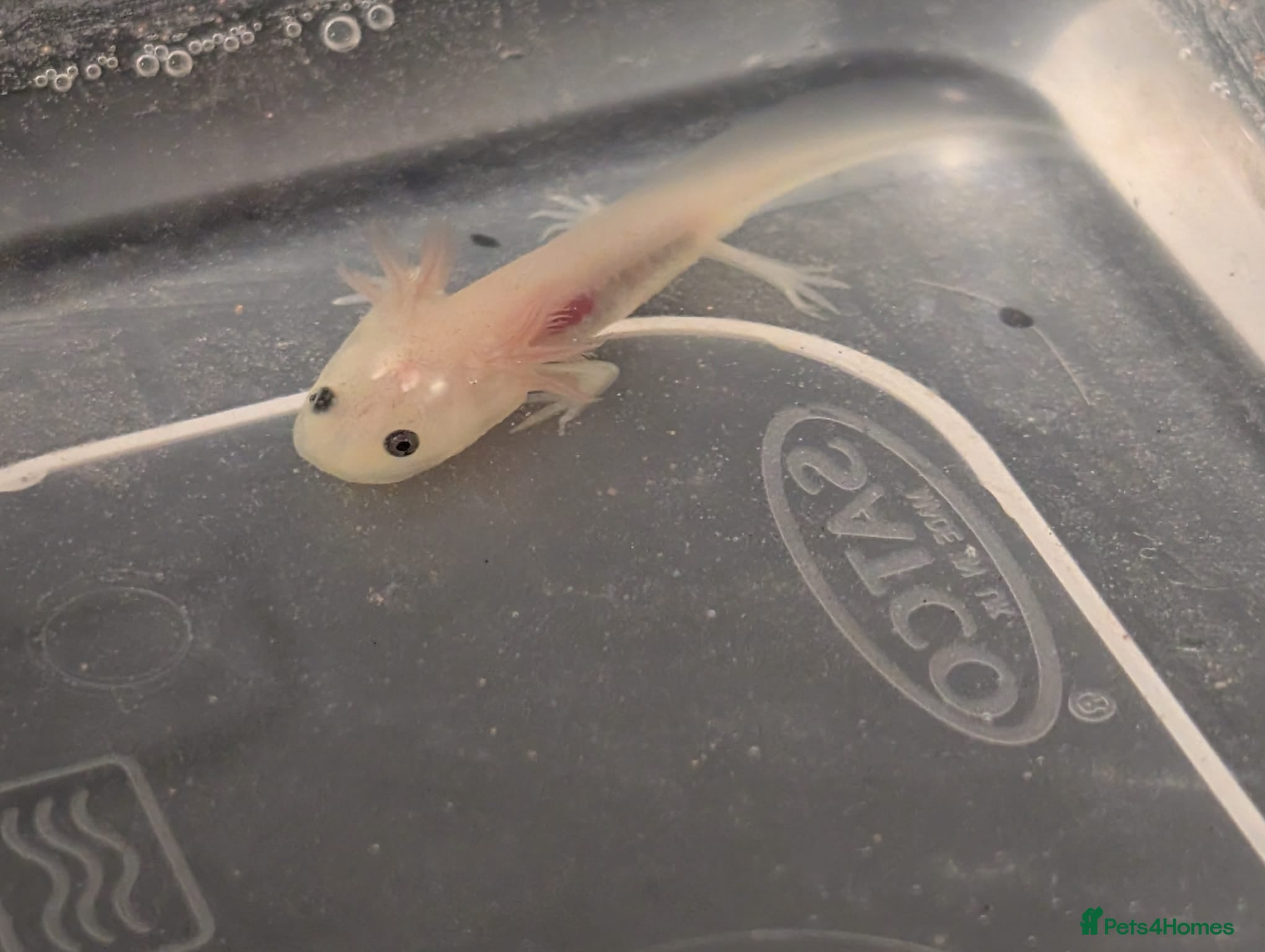 Axolotl reptiles Baby Leucistic Axolotls  - Advert 1