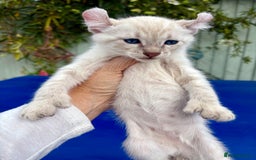 Bengal cats for sale: Gob smacking rare kittens  - Image 33
