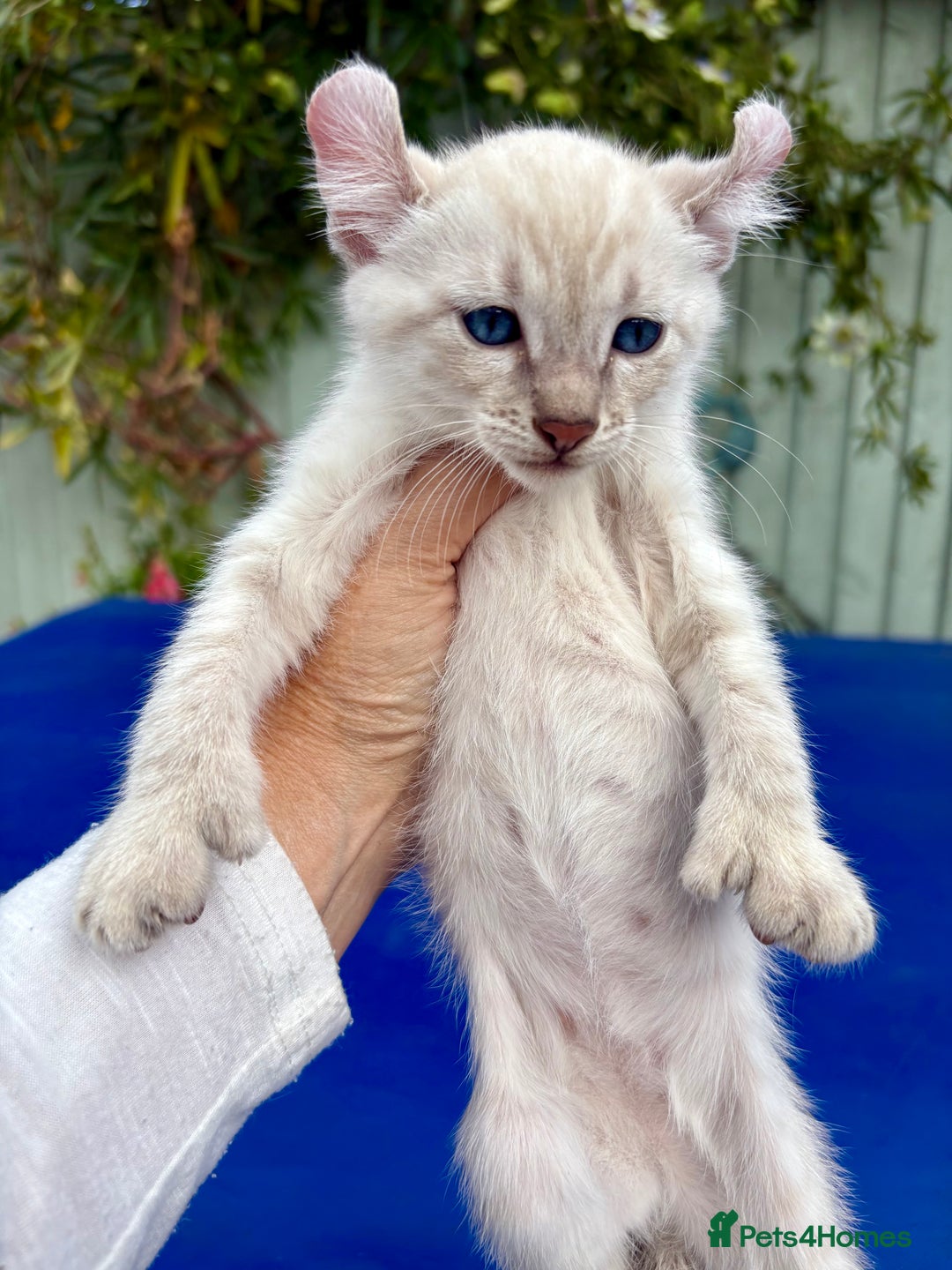 Bengal cats for sale: Gob smacking rare kittens  - Image 33