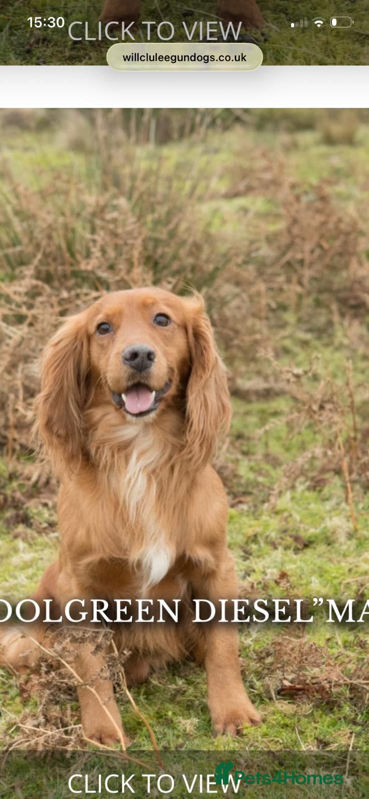 Cocker Spaniel dogs Top Class Cocker Spaniel Puppies - Advert 2