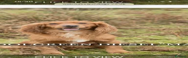 Cocker Spaniel 2