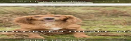 Cocker Spaniel dogs for sale: Top Class Cocker Spaniel Puppies - Advert 2