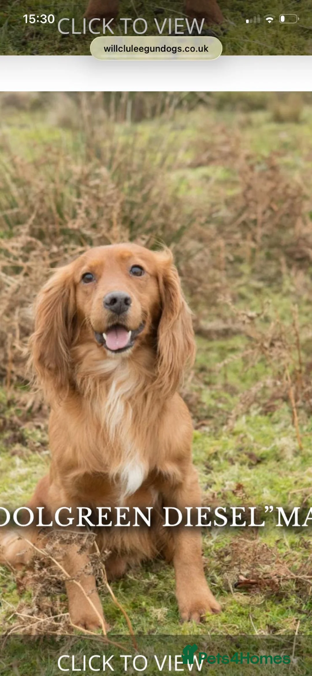 Cocker Spaniel dogs for sale: Top Class Cocker Spaniel Puppies - Advert 2