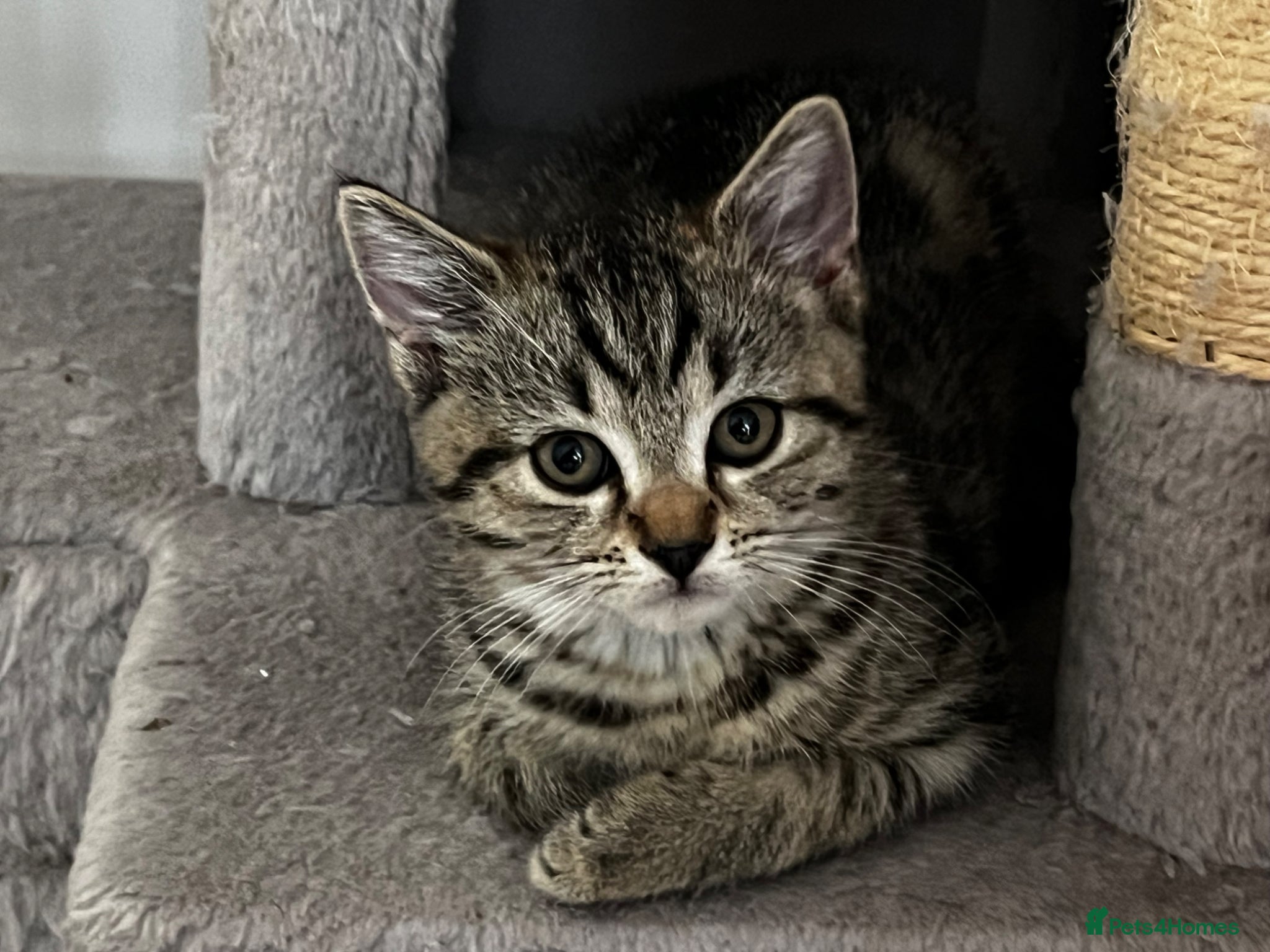 American Shorthair cats Beautiful Tabby Kittens Ready for Loving Homes - Advert 2