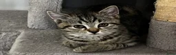 American Shorthair cats for sale: Beautiful Tabby Kittens Ready for Loving Homes - Advert 2
