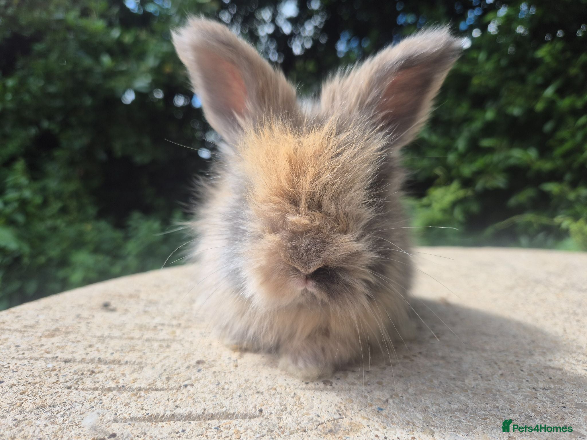 Angora rabbits 🌟STUNNING ANGORA BABIES- maxi full face 🌟 - Advert 1