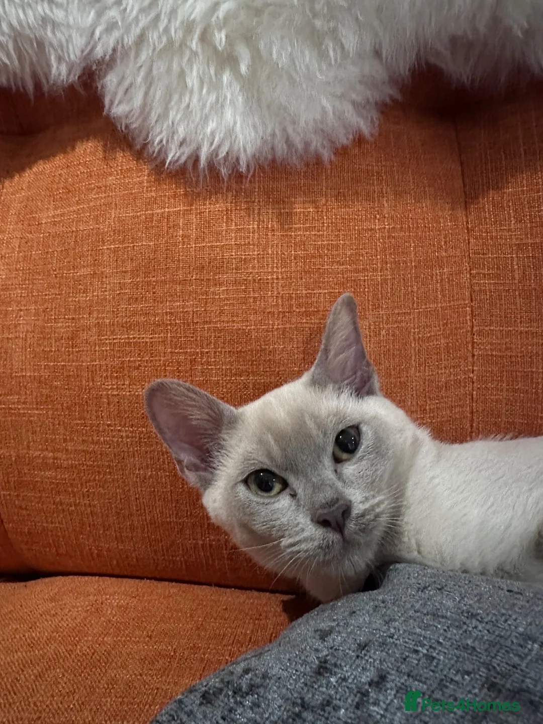 Burmese cats for sale: TICA reg pedigree Burmese  - Advert 9