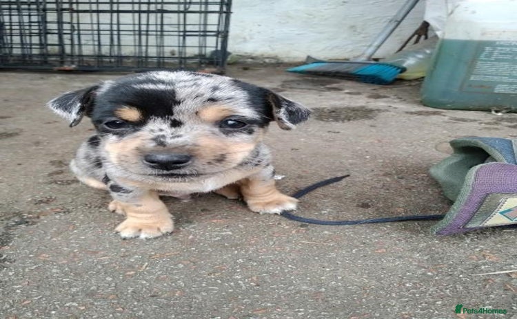 Jack Russell dogs - Advert 1