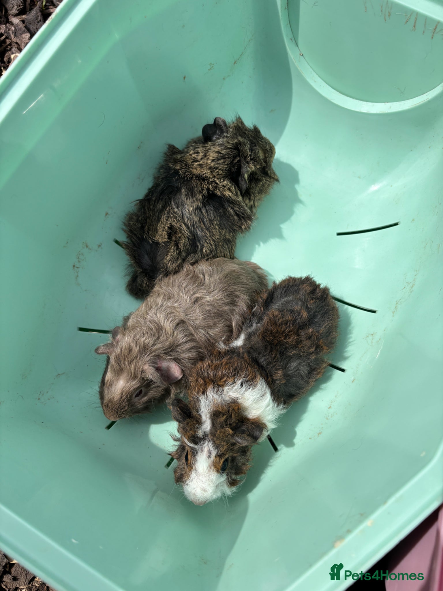 Guinea Pig rodents 3 little boys left 🥰🥰 - Advert 19