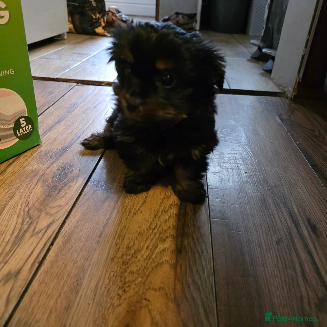 Biewer Terrier dogs for sale: 3 Biewer Terrier Pups, white, black, tan, chocolat - Advert 4