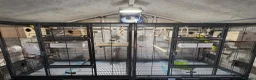 Budgerigars birds for sale: Full set up+ x2 breeding budgies pairs - Advert 1