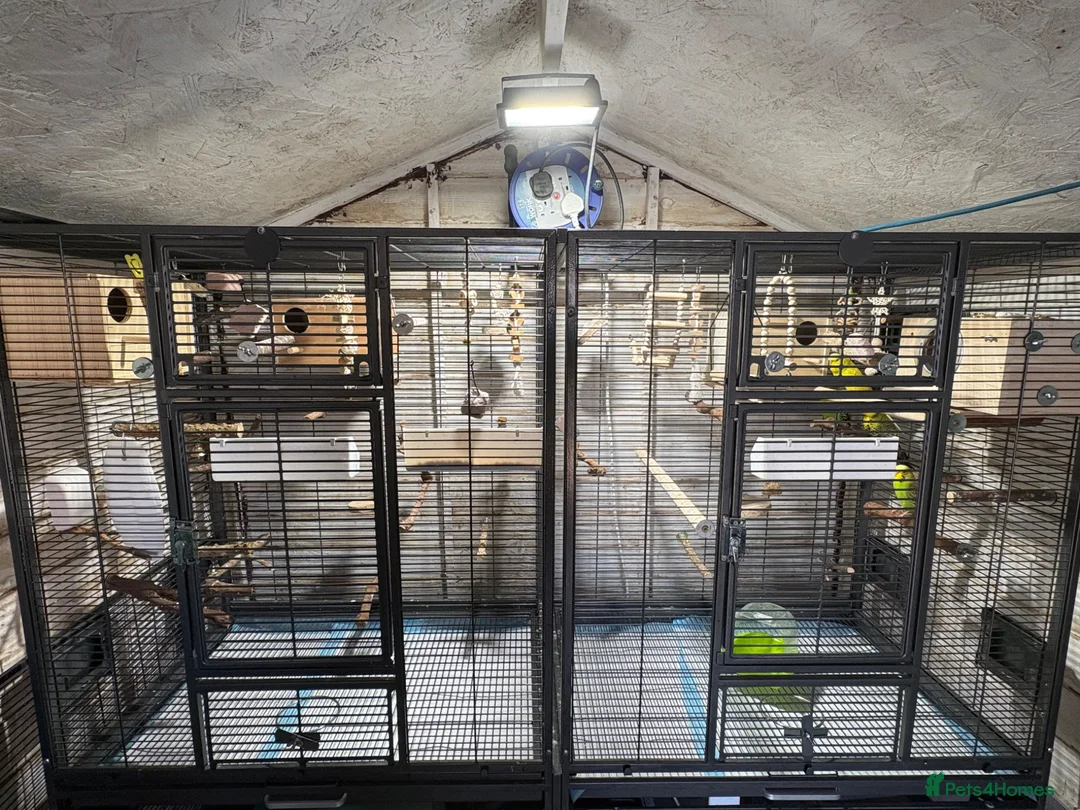 Budgerigars birds for sale: Full set up+ x2 breeding budgies pairs - Advert 1