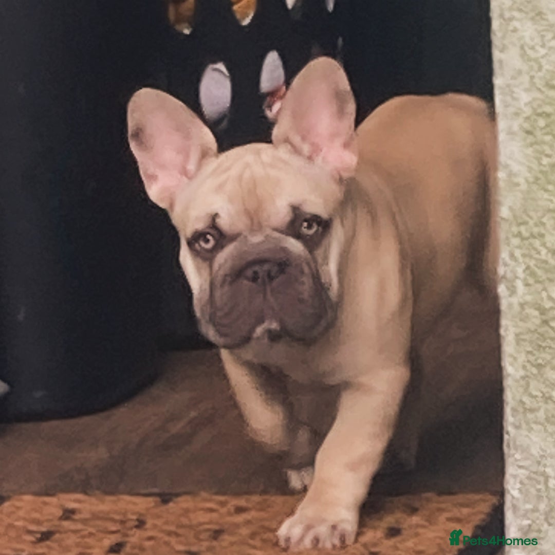 French Bulldog dogs for sale: French bulldog  - Image 10