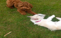 Mixed Breed dogs for sale: REDUCED ✨️Beautiful CockapooX READY TO GO NOW✨️ - Image 11