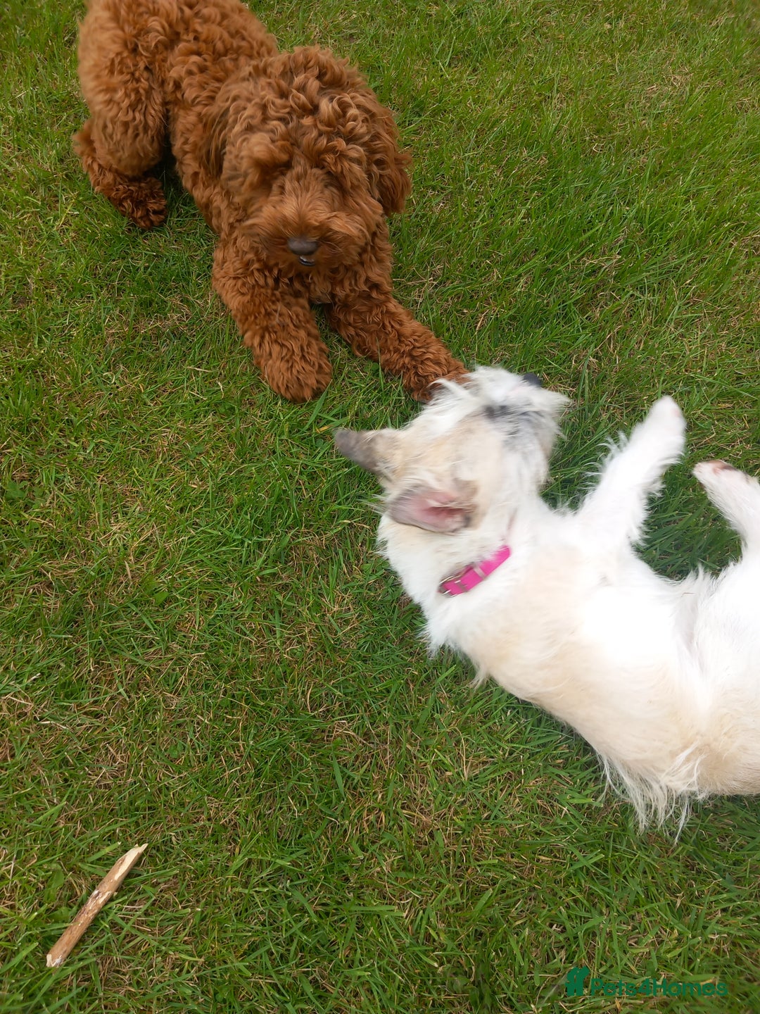 Mixed Breed dogs for sale: REDUCED ✨️Beautiful CockapooX READY TO GO NOW✨️ - Image 11