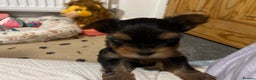 Yorkshire Terrier dogs for sale: 4 little pure breed Yorkshire terrier puppies  - Advert 11