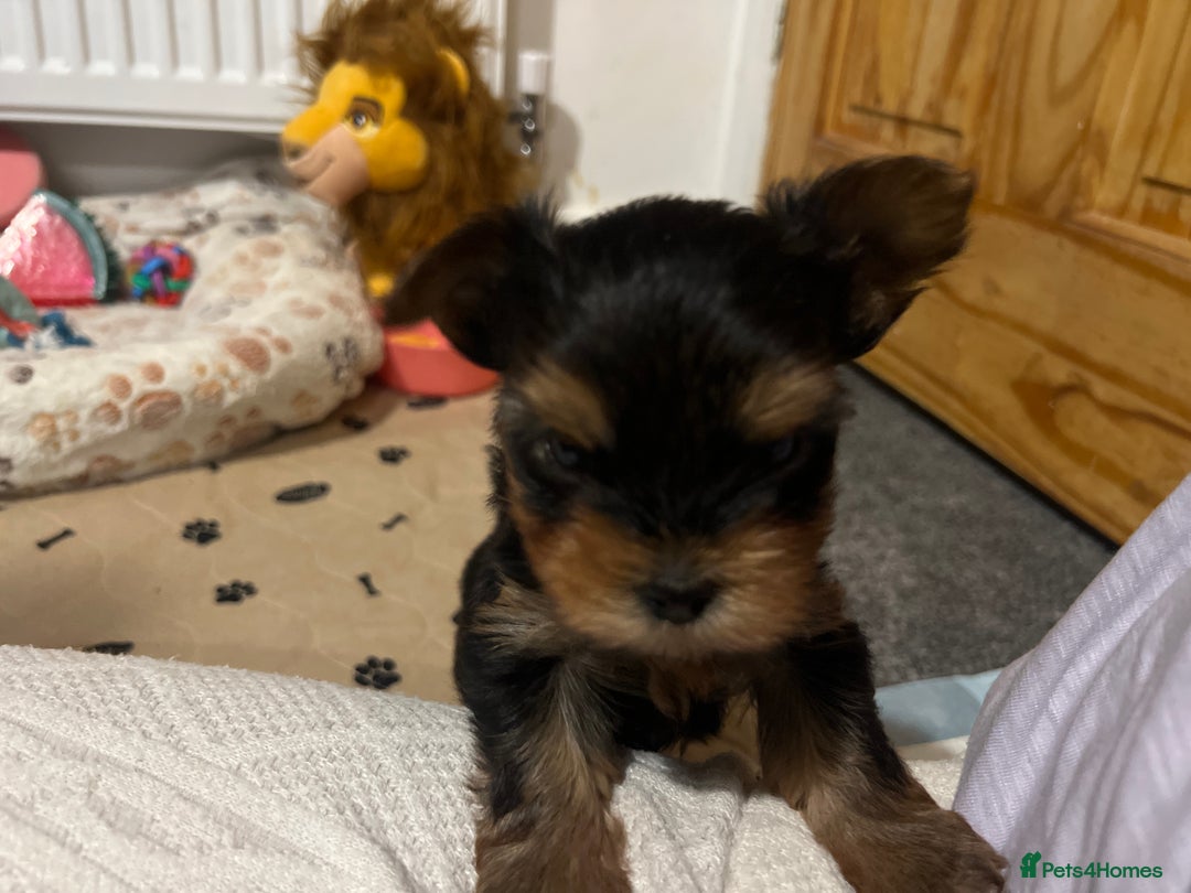 Yorkshire Terrier dogs for sale: 4 little pure breed Yorkshire terrier puppies  - Advert 11