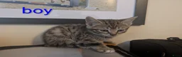 Mixed Breed cats for sale: Gorgeous Kittens Ready for their new homes now.  - Advert 29