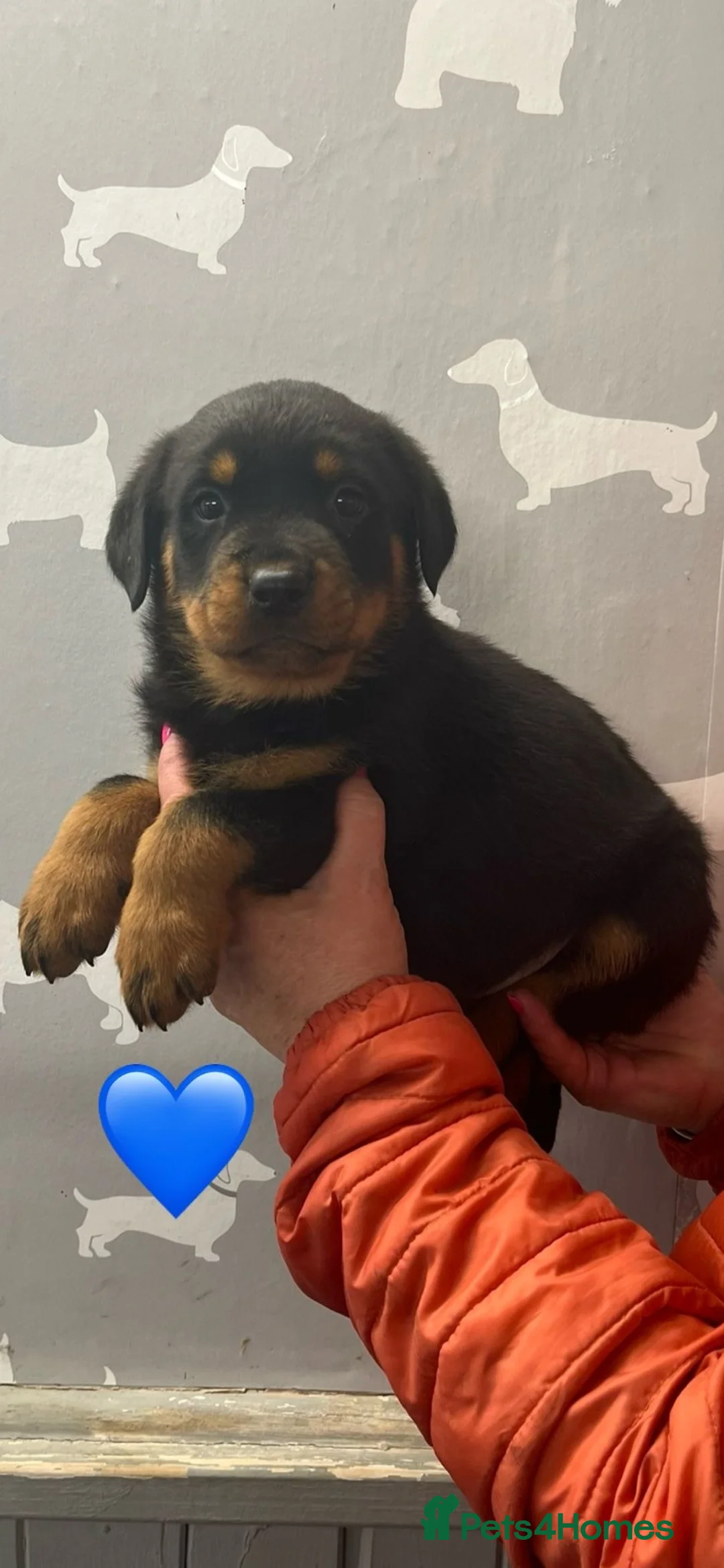 Rottweiler dogs for sale: Kc registered Rottweiler puppies - Advert 1