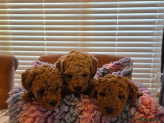 Poochon dogs Gorgeous Poochon puppies - Advert 4