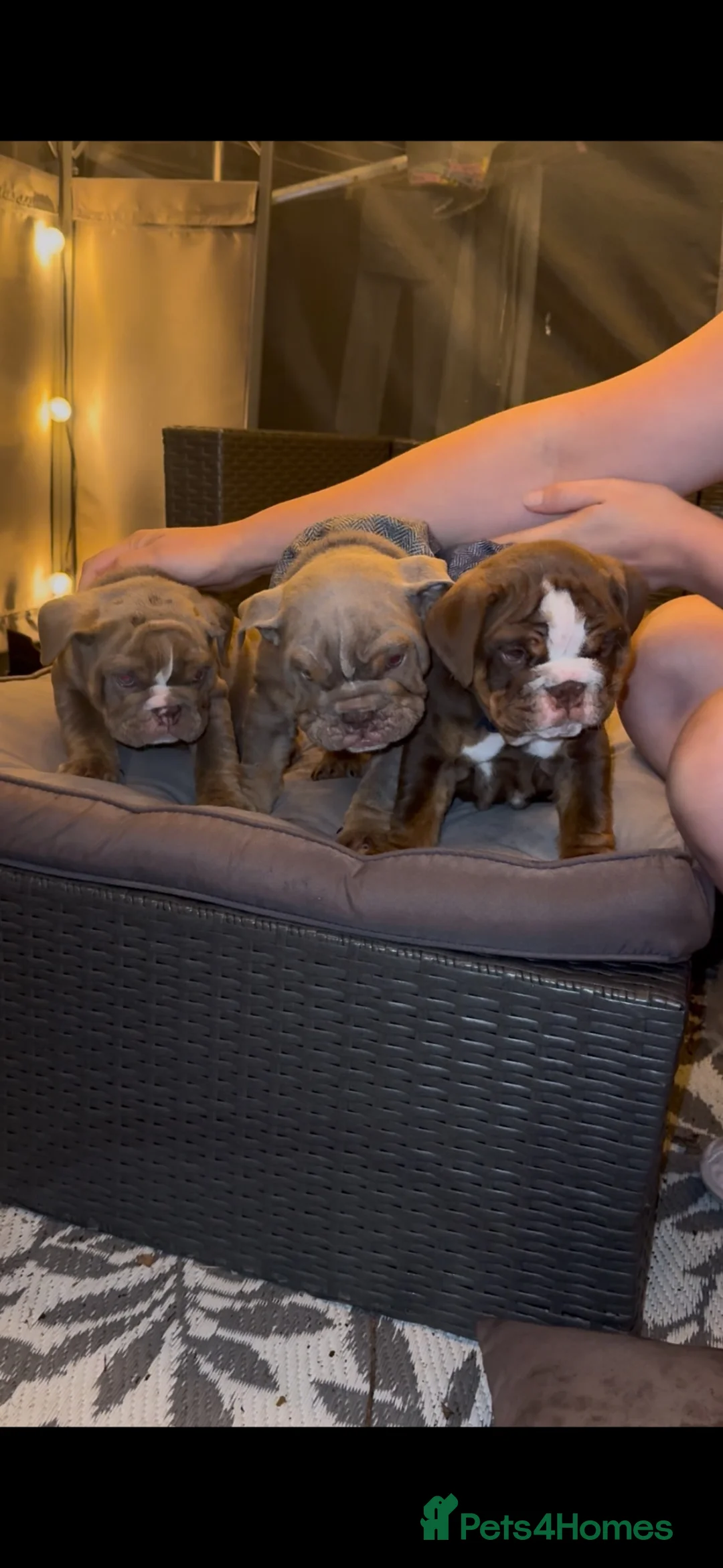 English Bulldog dogs for sale: English Bulldog pups  in Manchester - Advert 2