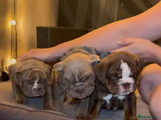 English Bulldog dogs English Bulldog pups - Advert 1