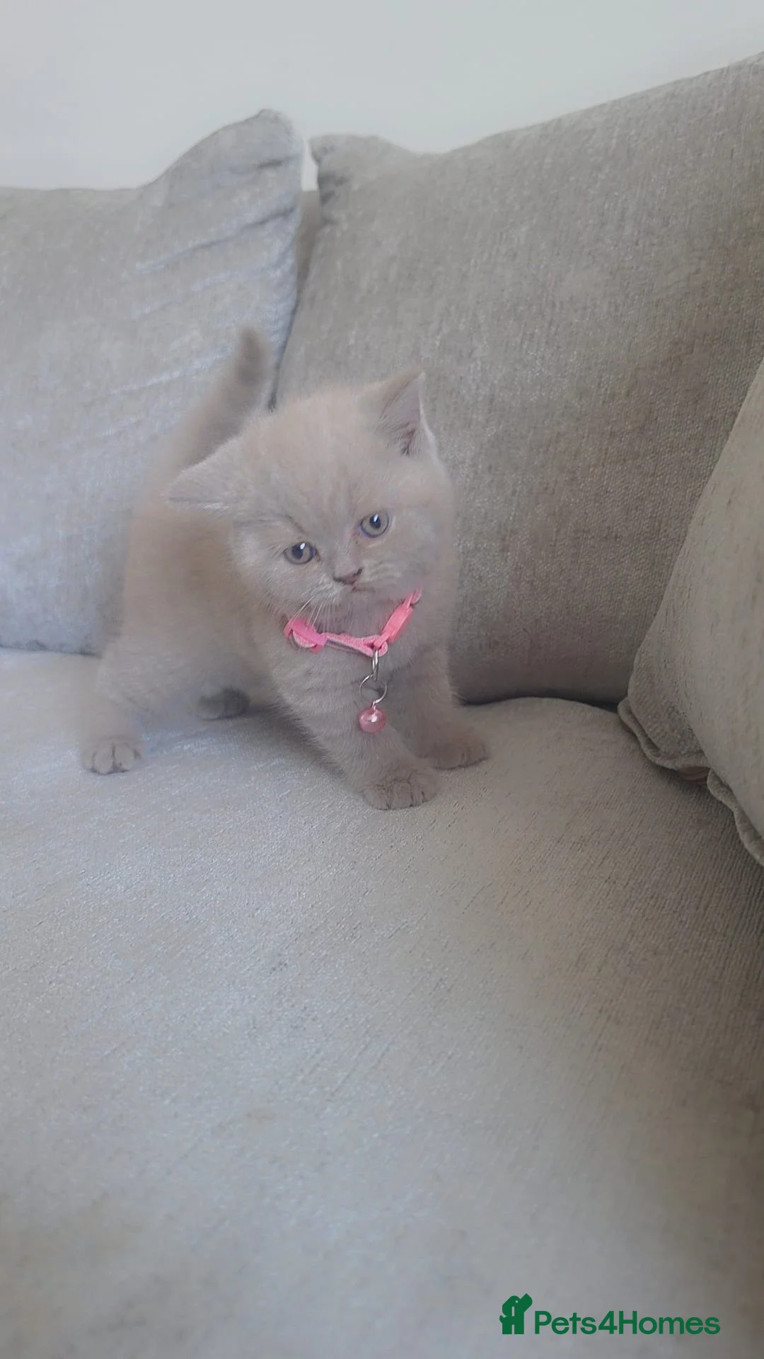 British Shorthair cats for sale: Stunning kittens  - Advert 2